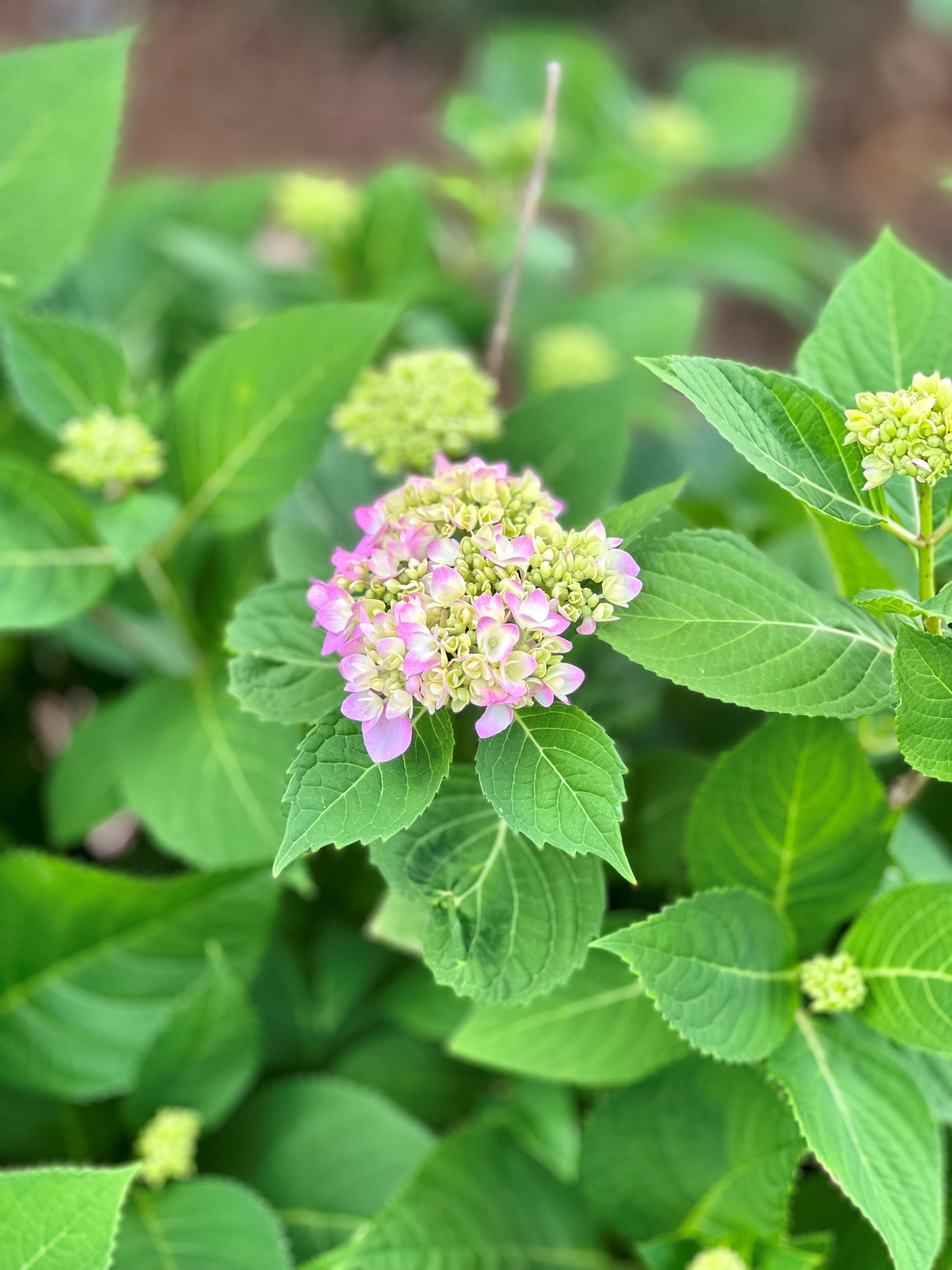Selection and care of hydrangeas